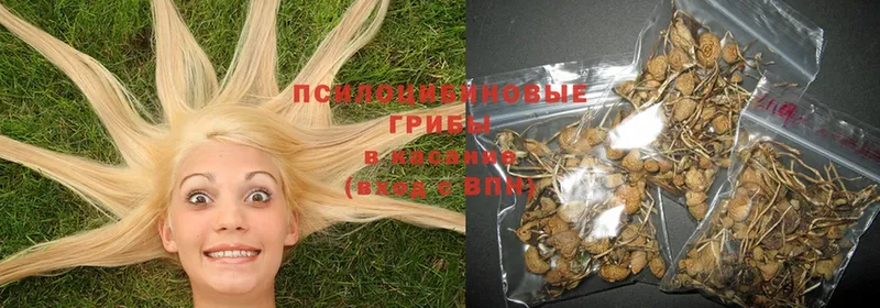 Псилоцибиновые грибы Psilocybine cubensis  блэк спрут   Белогорск  наркота 